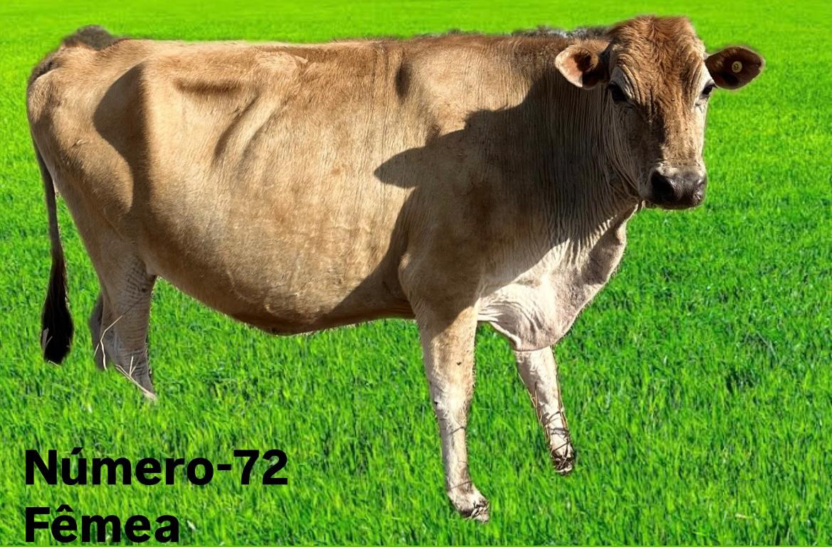 Vitoria 72 1