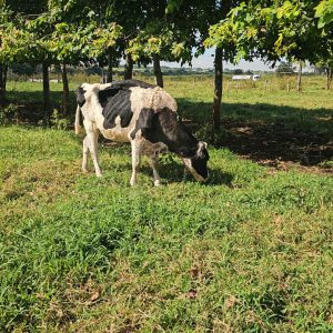 Lote 02