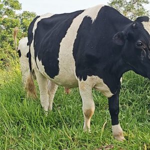 Lote 04