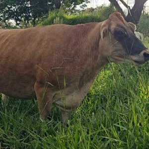Lote 01
