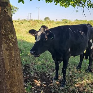 Lote 05