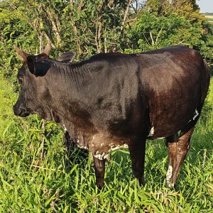 Lote 03