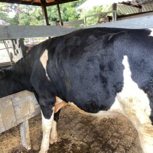 Lote 07
