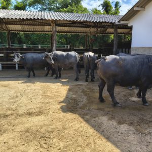 Lote 10 – Búfalas para engorda