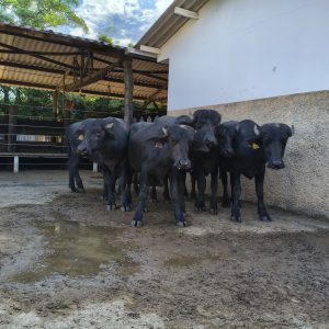 Lote 11 – Garrotes para engorda