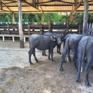Lote 12 – Garrotes para engorda