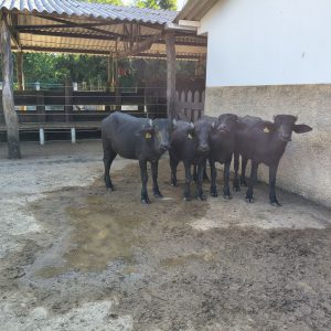 Lote 02 - Novilhas