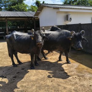 Lote 03 – Búfalas Leiteiras