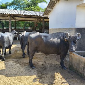 Lote 04 – Búfalas Leiteiras