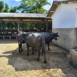 Lote 05 – Búfalas Leiteiras