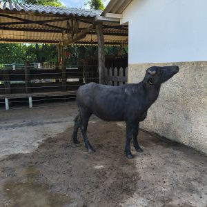 Lote 06 – Tourinho