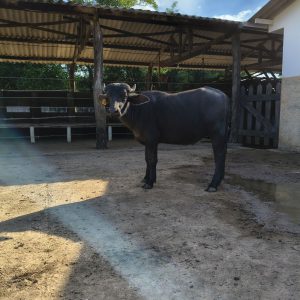 Lote 07 – Tourinho