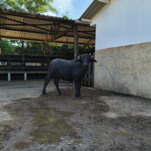 Lote 08 – Tourinho
