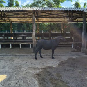 Lote 09 – Tourinho