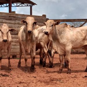 Lote 10 – Nelore