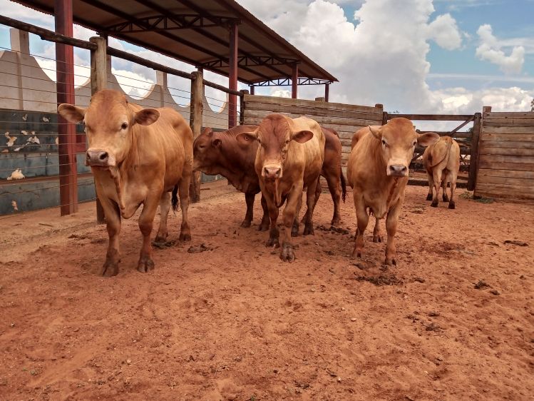 Lote 11 - Caracu - Imagem 2