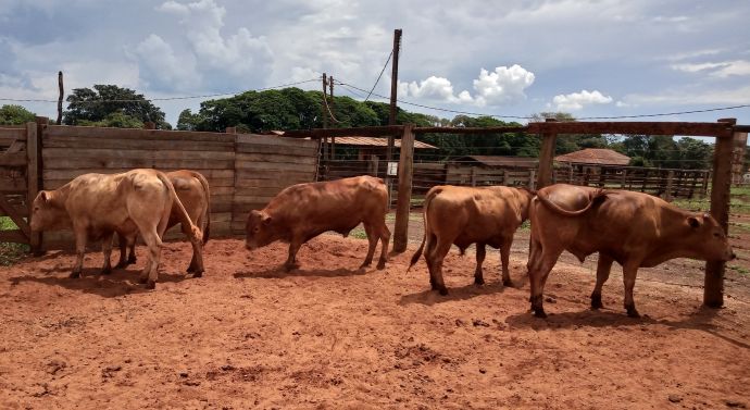 Lote 12 - Caracu - Imagem 3