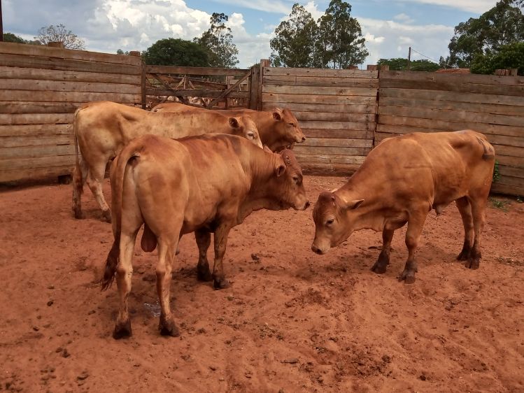 Lote 12 - Caracu - Imagem 2