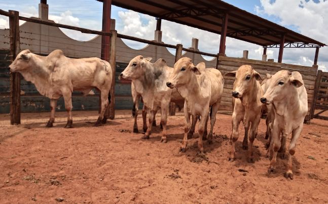 Lote 07 – Nelore - Imagem 4