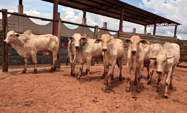 Lote 07 – Nelore - Imagem 3