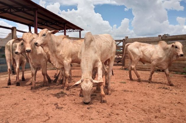 Lote 07 – Nelore - Imagem 2