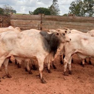 Lote 08 – Nelore