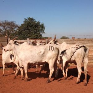 Lote 10 - Nelore