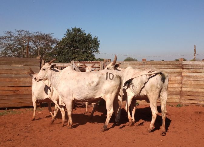 Lote 10 - Nelore