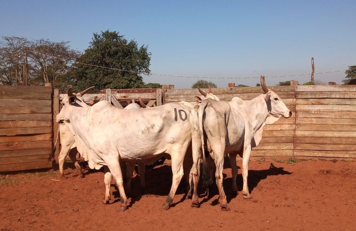 Lote 10 - Nelore - Imagem 3