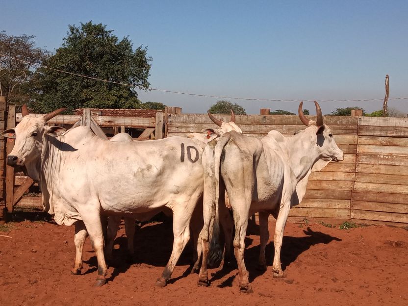 Lote 10 - Nelore - Imagem 4