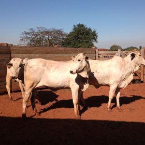 Lote 12 - Nelore