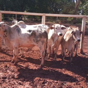 Lote 13 - Nelore