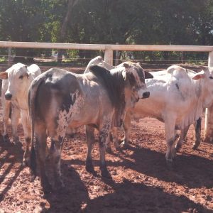 Lote 14 - Nelore