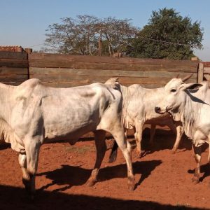Lote 01 - Nelore