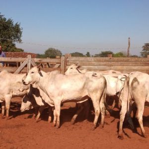 Lote 02 - Nelore