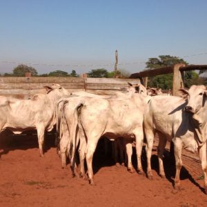 Lote 03 - Nelore