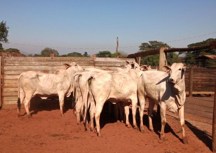 Lote 03 - Nelore