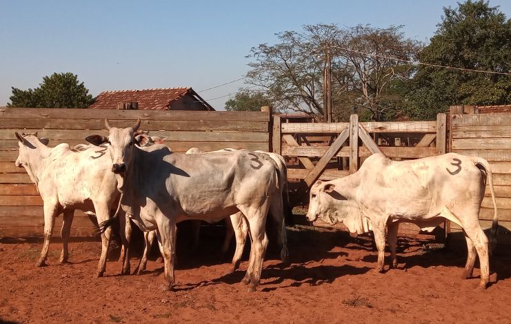 Lote 03 - Nelore - Imagem 5