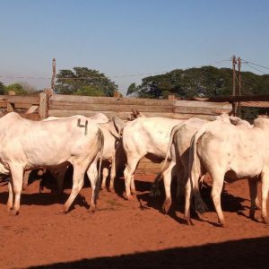 Lote 04 - Nelore