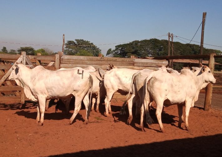 Lote 04 - Nelore