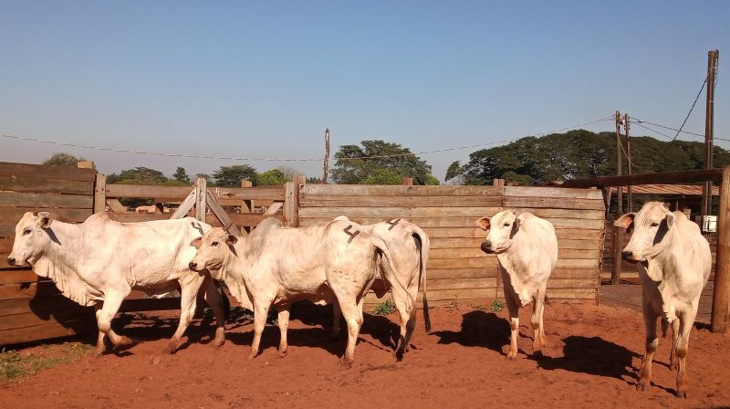 Lote 04 - Nelore - Imagem 2