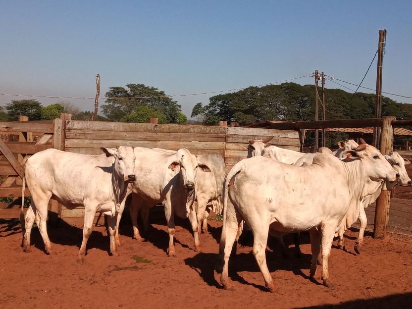Lote 04 - Nelore - Imagem 3