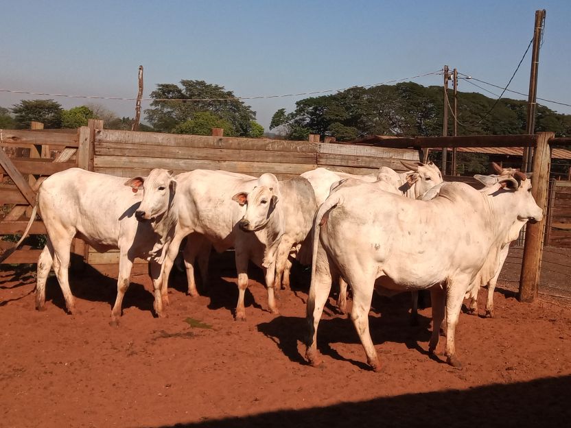 Lote 04 - Nelore - Imagem 5