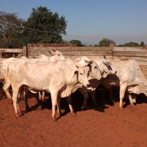 Lote 05 - Nelore