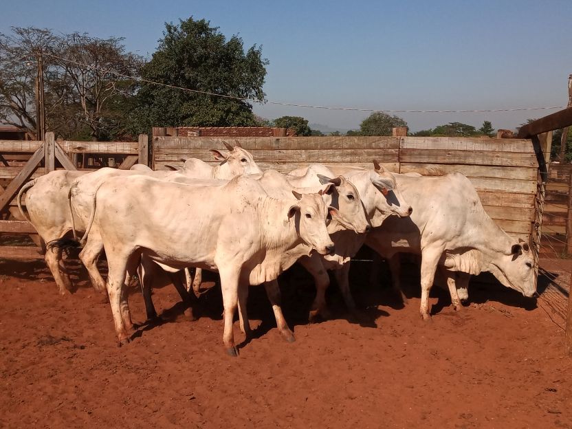 Lote 05 - Nelore
