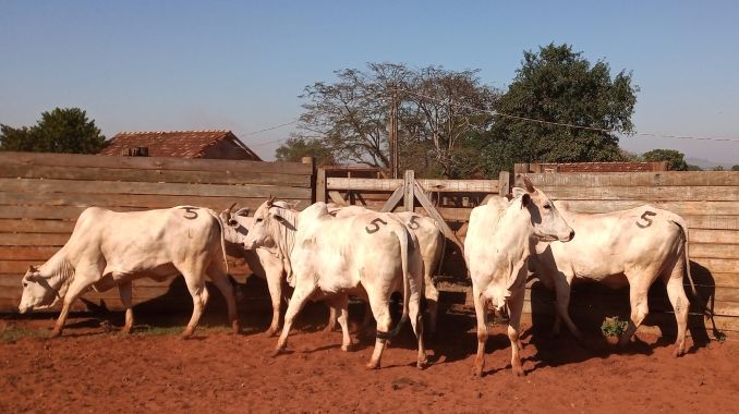 Lote 05 - Nelore - Imagem 2