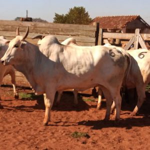 Lote 06 - Nelore