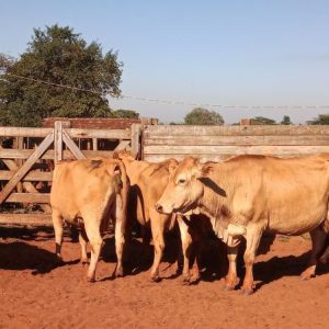 Lote 07 - Caracu